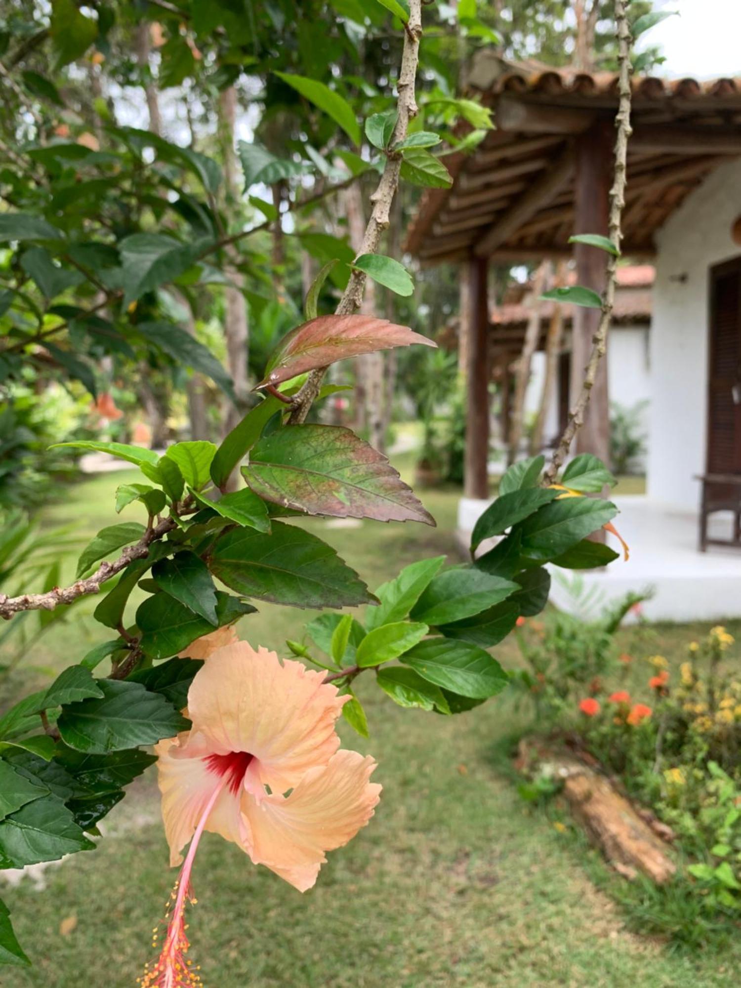 Cheiro Nativo - Chales & Pousada Trancoso Exteriör bild